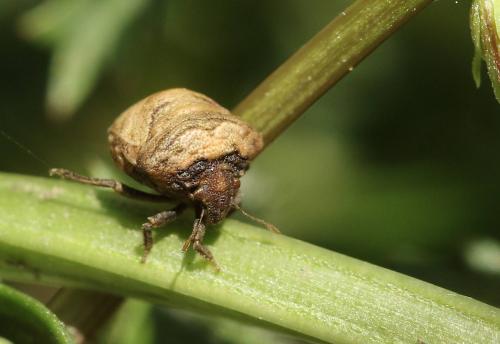 Vilpianus galii